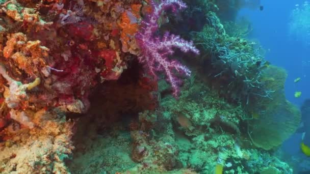 Arrecife de coral y peces tropicales. Bali, Indonesia . — Vídeo de stock