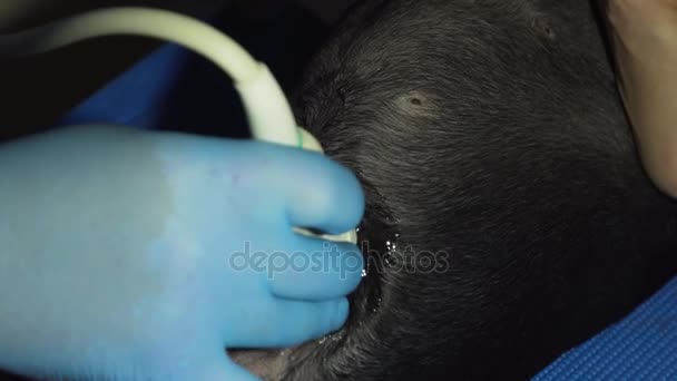 Diagnóstico por ultrasonido en clínica veterinaria. — Vídeo de stock