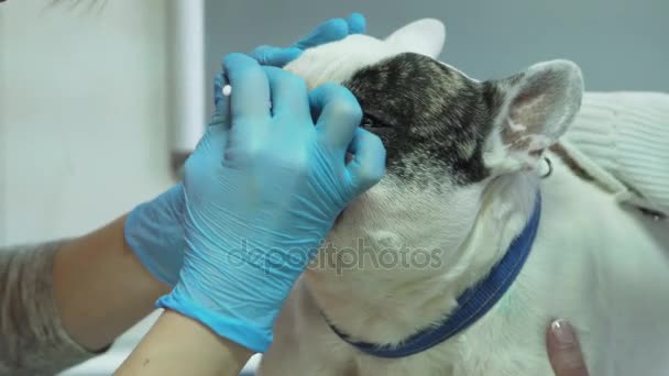 Veterinär ögonläkare undersöker ögonen på hund. — Stockvideo