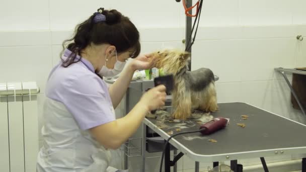 Cão no salão de pet grooming. — Vídeo de Stock