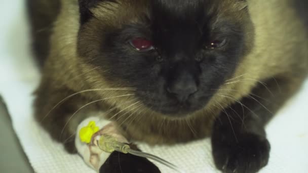 Кот с катетером в ветеринарной клинике . — стоковое видео