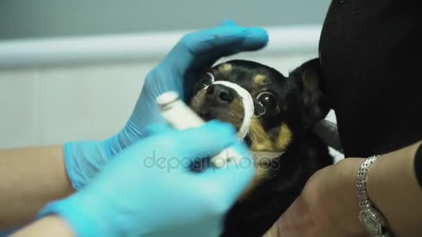 Veterinär ögonläkare undersöker ögonen på hund. — Stockvideo