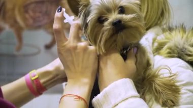 Hayvan hastalıklarıyla ilgili bir enjeksiyon köpek için yapar..
