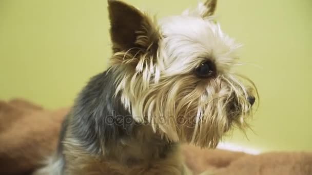 Hund mit Katheter beim Tierarzt in der Klinik. — Stockvideo