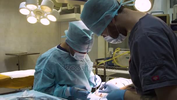 Surgical operation of a dog in a veterinary clinic — Stock Video