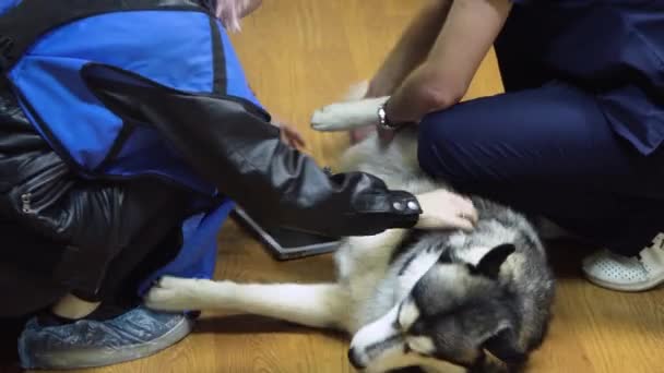 X-ışını odasında köpek — Stok video