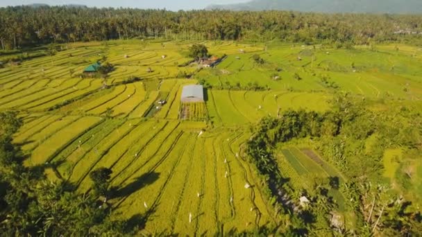 Landschap met rijstterrasveld Bali, Indonesië — Stockvideo