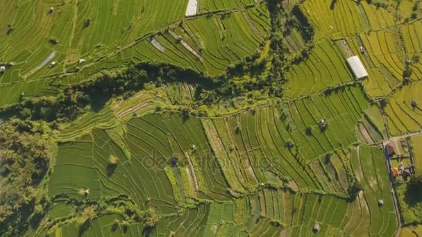 Paysage avec rizière terrasse Bali, Indonésie — Video