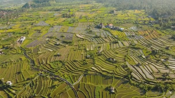 Pirinç tarlalı manzara Bali, Endonezya — Stok video