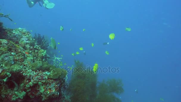 Arrecife de coral y peces tropicales. Bali, Indonesia . — Vídeos de Stock