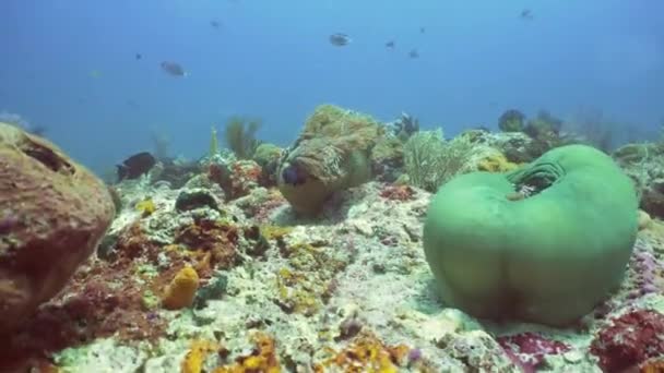 Arrecife de coral y peces tropicales. Bali, Indonesia . — Vídeos de Stock