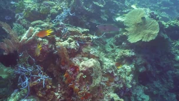 Korallrev och tropiska fiskar. Bali, Indonesien. — Stockvideo