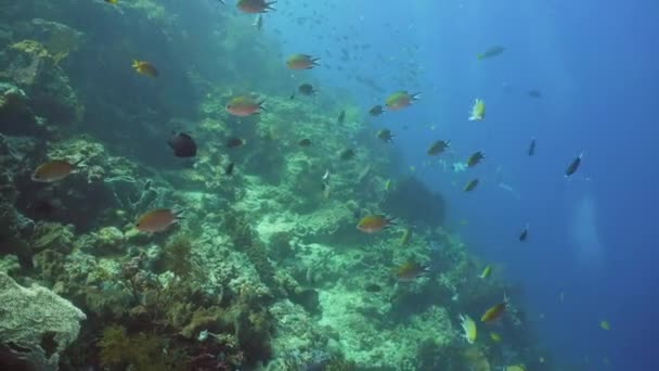 Korálových útesů a tropických ryb. Bali, Indonésie. — Stock video