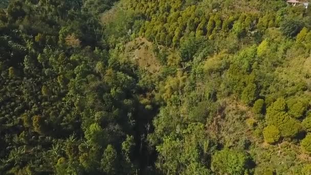 Άποψη του τοπίου ορεινό δάσος. Μπαλί — Αρχείο Βίντεο