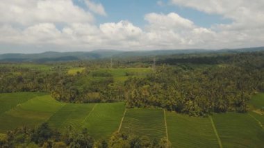 Teras pirinç tarlaları, Bali, Endonezya.