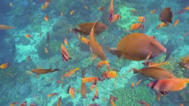 Coral reef and tropical fish. Bali,Indonesia. — Stock Video