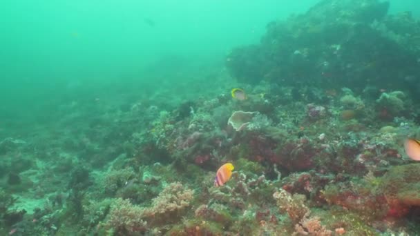 珊瑚礁和热带鱼。印度尼西亚, 巴厘岛. — 图库视频影像