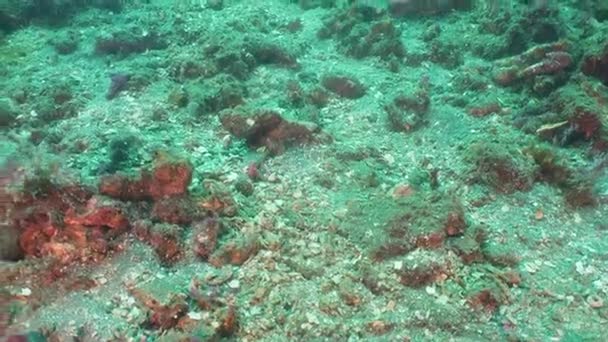 サンゴ礁のスコーピオンフィッシュ。バリ島、インドネシア. — ストック動画
