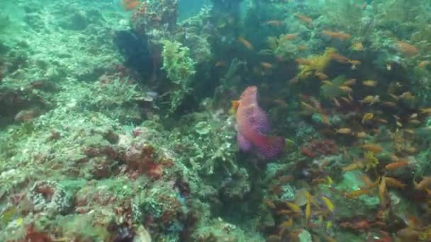 Récif corallien et poissons tropicaux. Bali, Indonésie . — Video