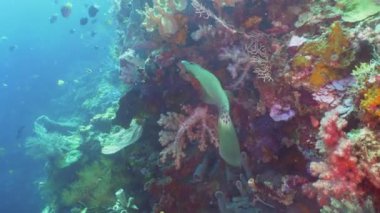 Mercan ve tropikal balık. Bali, Endonezya.