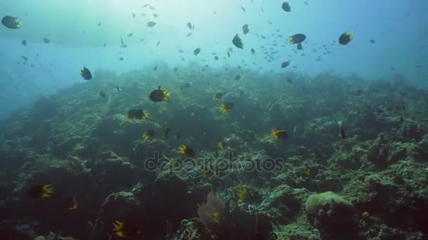 Koral rafa i tropikalna ryba. Bali, Indonezja. — Wideo stockowe