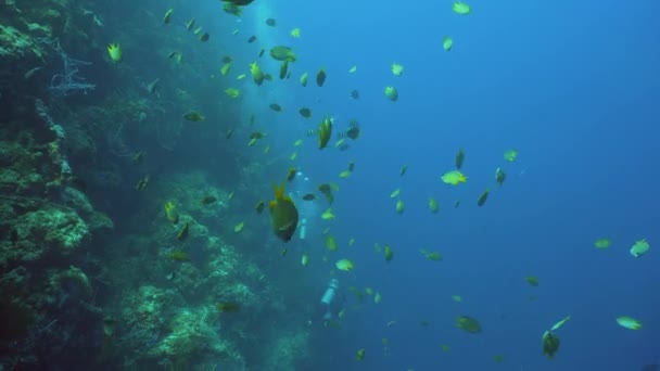 Коралових рифів і тропічних риб. Балі, Індонезія. — стокове відео