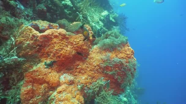 Récif corallien et poissons tropicaux. Bali, Indonésie . — Video