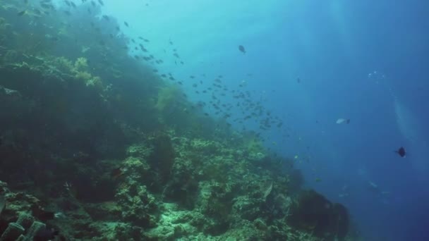 Barriera corallina e pesce tropicale. Bali, Indonesia . — Video Stock