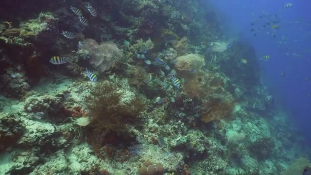 Récif corallien et poissons tropicaux. Bali, Indonésie . — Video