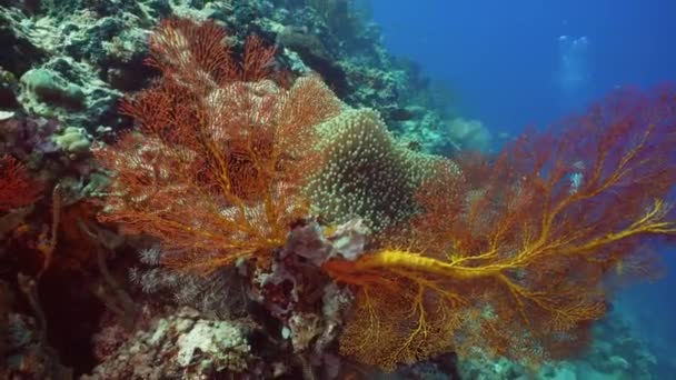 Korallzátonyokat és a trópusi halak. Bali, Indonézia. — Stock videók