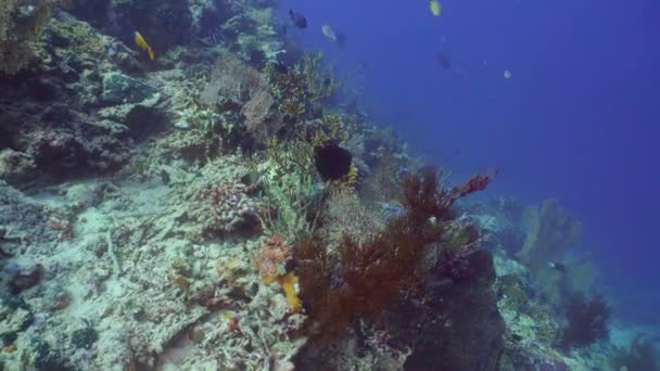 Recifes de coral e peixes tropicais. Bali, Indonésia . — Vídeo de Stock