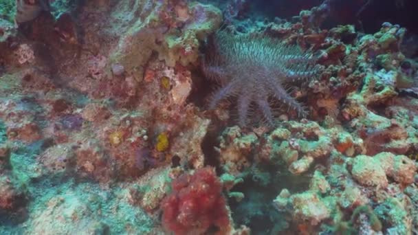 Couronne d'épines d'étoiles de mer. Bali, Indonésie . — Video