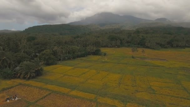 Egy rizsföld légi kilátása. Fülöp-szigetek — Stock videók