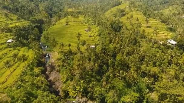 Terrenos arrozales, Bali, Indonesia. — Vídeos de Stock