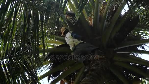 Man op kokosnoot palm is het oppakken van kokosnoten. — Stockvideo