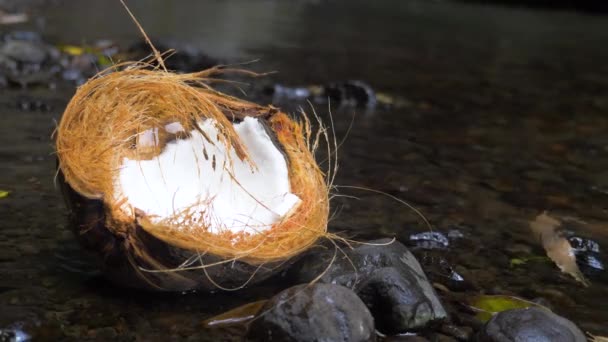 Połowa z kokosa w dżungli — Wideo stockowe
