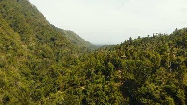 Regenwald in Wolken, Bali, Indonesien. — Stockvideo