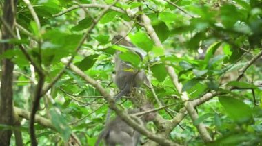 Bali 'deki ormanda maymunlar.