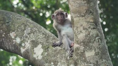 Bali 'deki ormanda maymunlar.