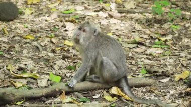 Bali 'deki ormanda maymunlar.