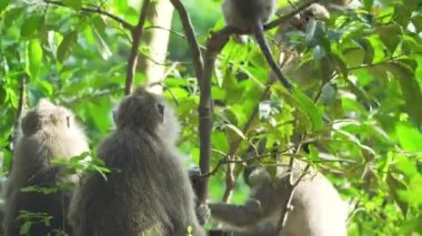 Bali 'deki ormanda maymunlar.