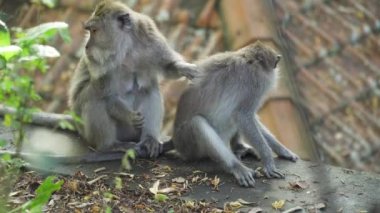 Bali 'deki ormanda maymunlar.