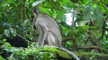 Bali 'deki ormanda maymunlar.