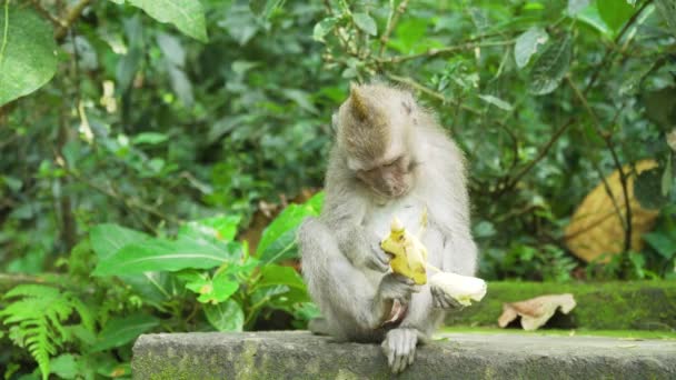 Affen im Wald auf Bali. — Stockvideo