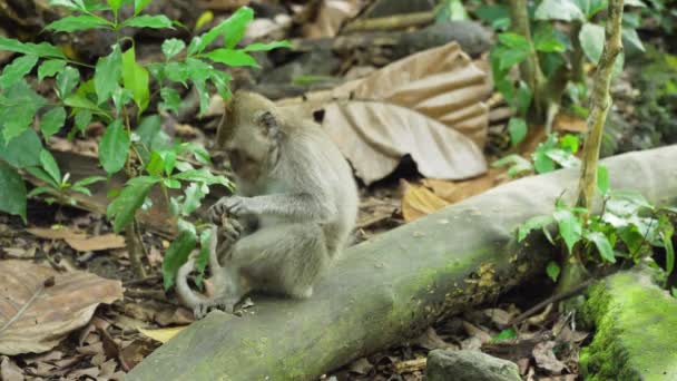 Affen im Wald auf Bali. — Stockvideo