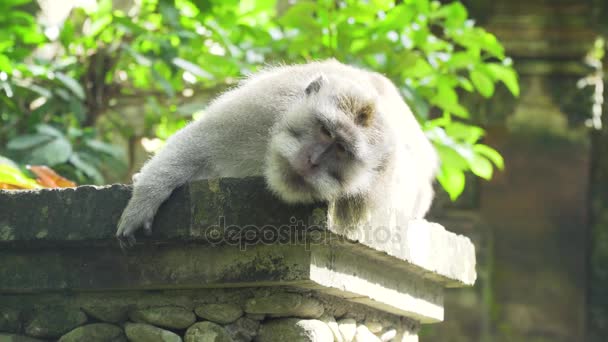 Singes dans la forêt à Bali. — Video