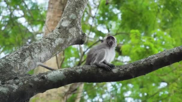 Apen in het bos op Bali. — Stockvideo