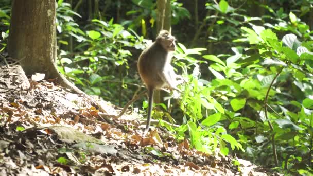 Singes dans la forêt à Bali.