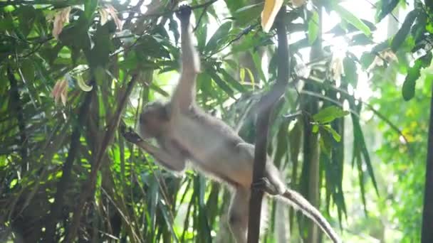 Πίθηκοι στο δάσος στο Μπαλί. — Αρχείο Βίντεο