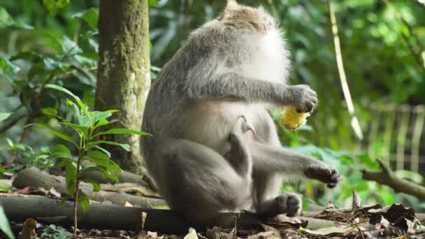 Macacos na floresta em Bali. — Vídeo de Stock